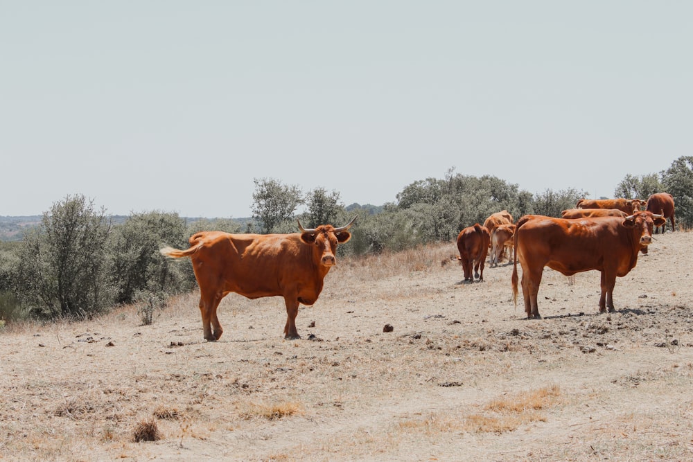 a herd of cattle standing on top of a dry grass field