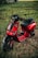 A vibrant red scooter is parked on a patch of grass. The scooter has a sleek design with black accents on the handlebars and footrests. The seat is black and appears cushioned for comfort. The environment around the scooter includes a grassy area with hints of sunlight filtering through, giving the scene a natural and serene backdrop.