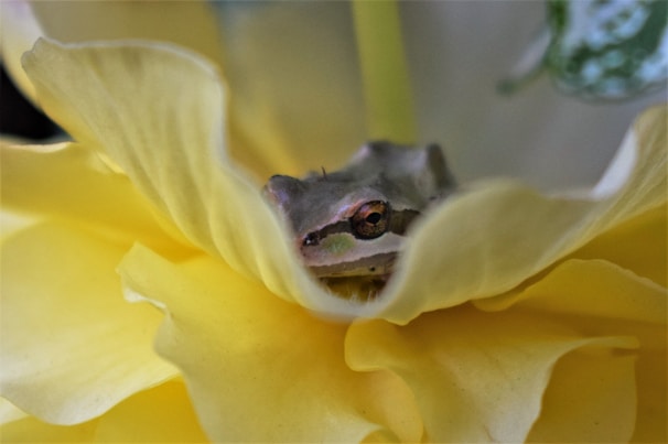 A curious frog peeking out from behind a bright yellow flower in a garden.