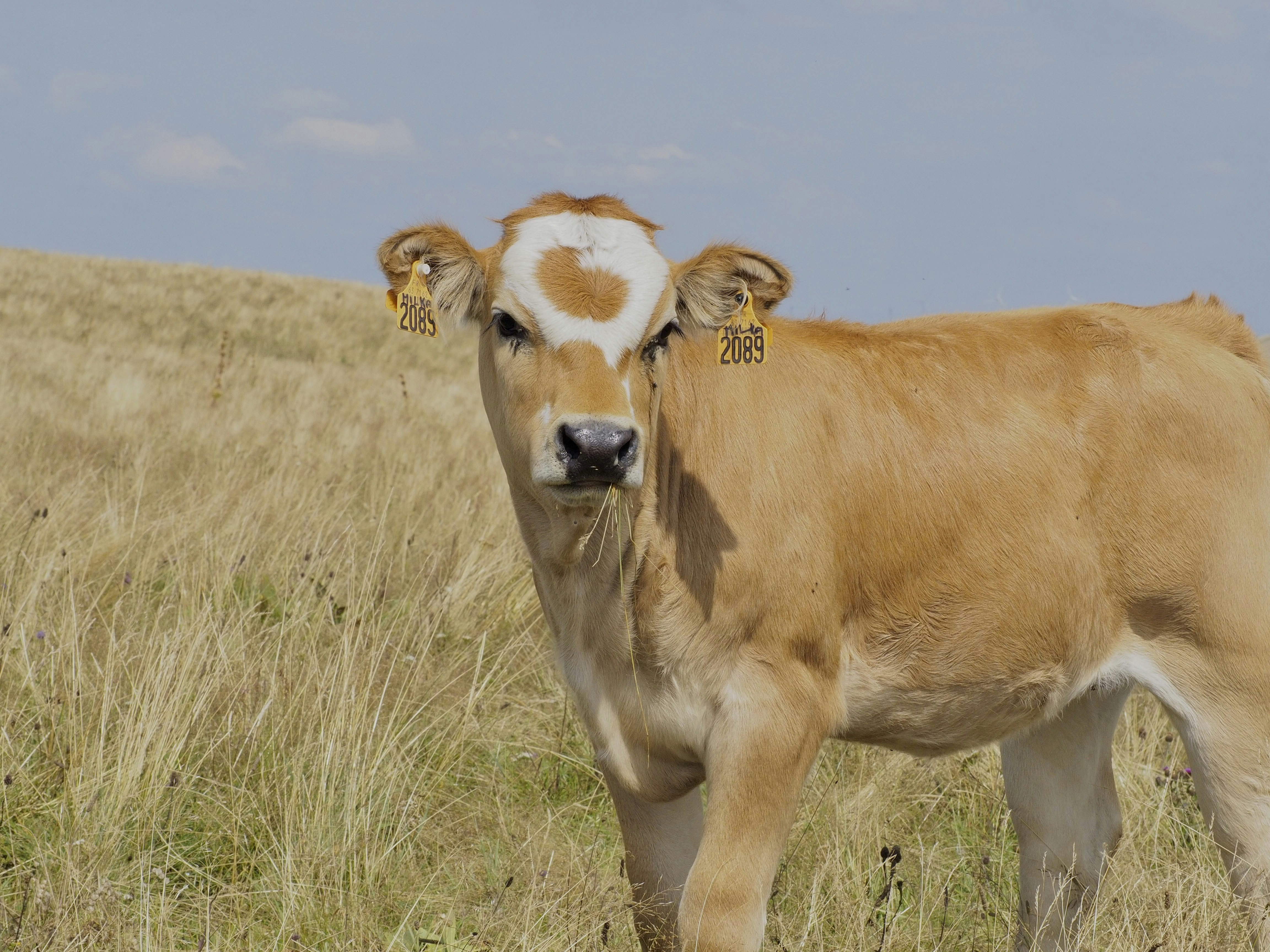 a brown and white cow standing on top of a dry grass field