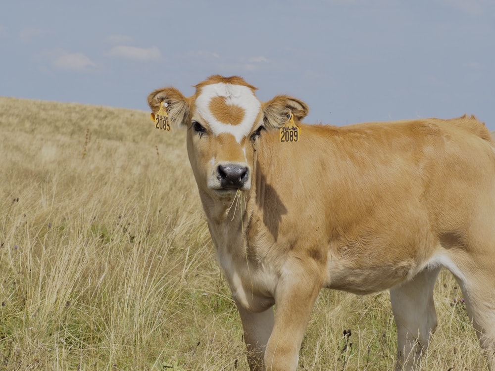 a brown and white cow standing on top of a dry grass field