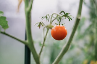  plant tomatoes horizontally