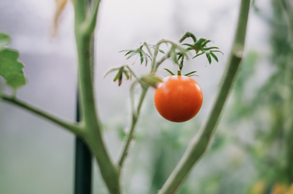  plant tomatoes horizontally