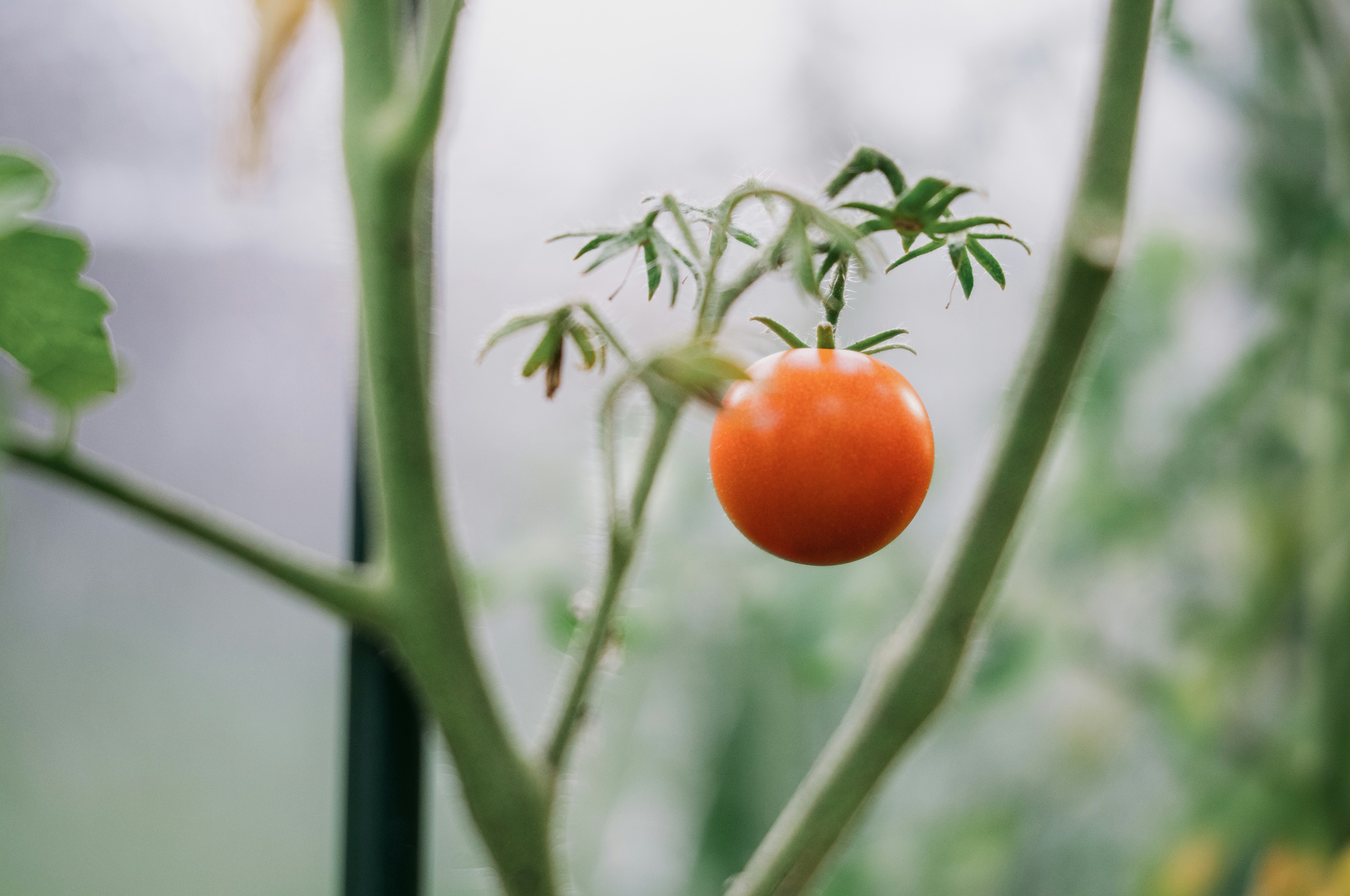 The Ultimate Guide to Growing Greenhouse Tomatoes