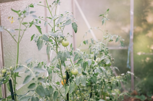Close-up of ripe red tomatoes growing inside a greenhouse with sunlight filtering through.