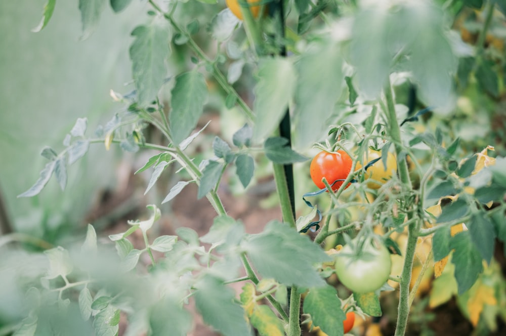 tomatoes growing on a plant in a garden