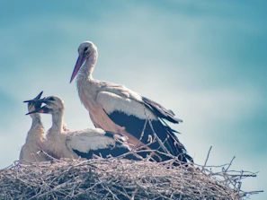 Nesting Storks in Kurtovo Konare