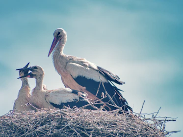 Nesting Storks in Kurtovo Konare