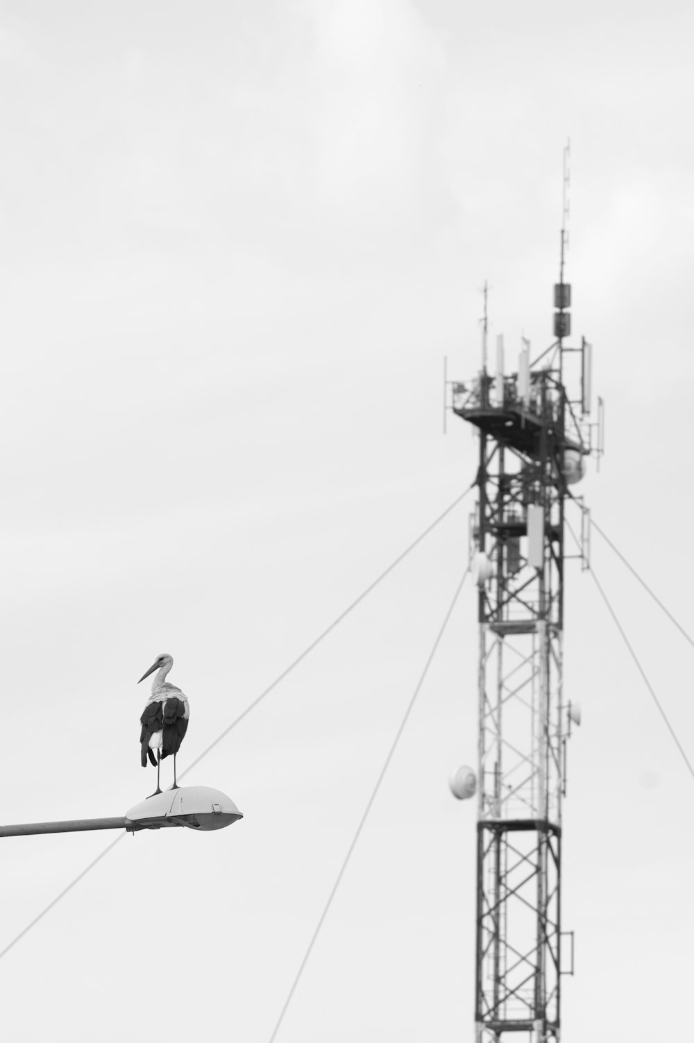 a black and white photo of a bird on a street light