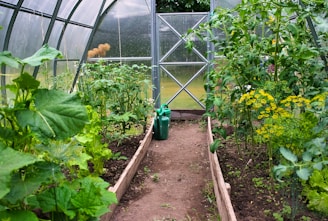 a garden with a lot of plants growing inside of it