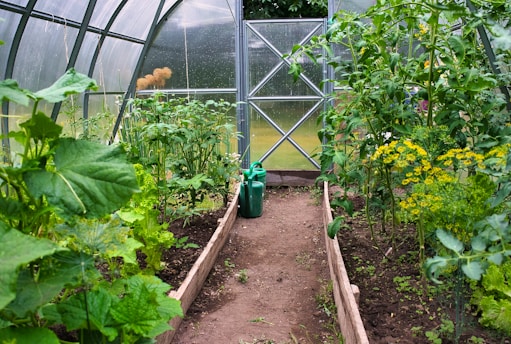 a garden with a lot of plants growing inside of it