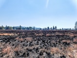 A vast field covered with blackened and scorched vegetation, indicating a recent fire. The ground is dotted with dark patches and dry, reddish-brown grass. In the distance, a line of evergreen trees stretches across the horizon under a clear blue sky.