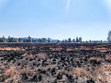 A vast field covered with blackened and scorched vegetation, indicating a recent fire. The ground is dotted with dark patches and dry, reddish-brown grass. In the distance, a line of evergreen trees stretches across the horizon under a clear blue sky.
