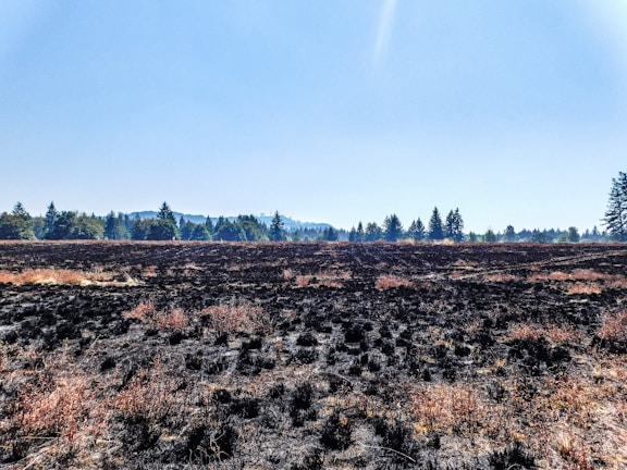 A vast field covered with blackened and scorched vegetation, indicating a recent fire. The ground is dotted with dark patches and dry, reddish-brown grass. In the distance, a line of evergreen trees stretches across the horizon under a clear blue sky.