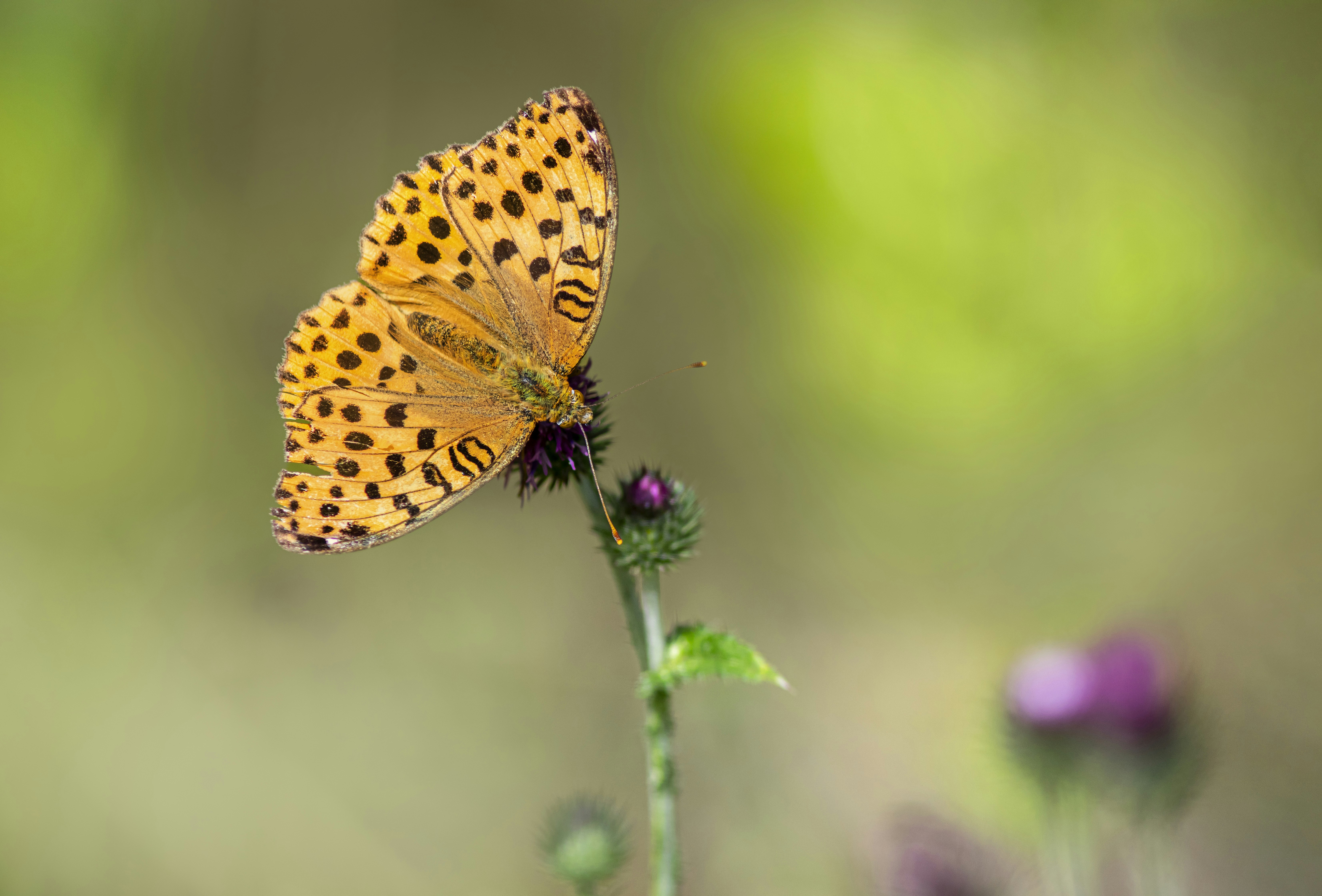 Photo by erik_karits