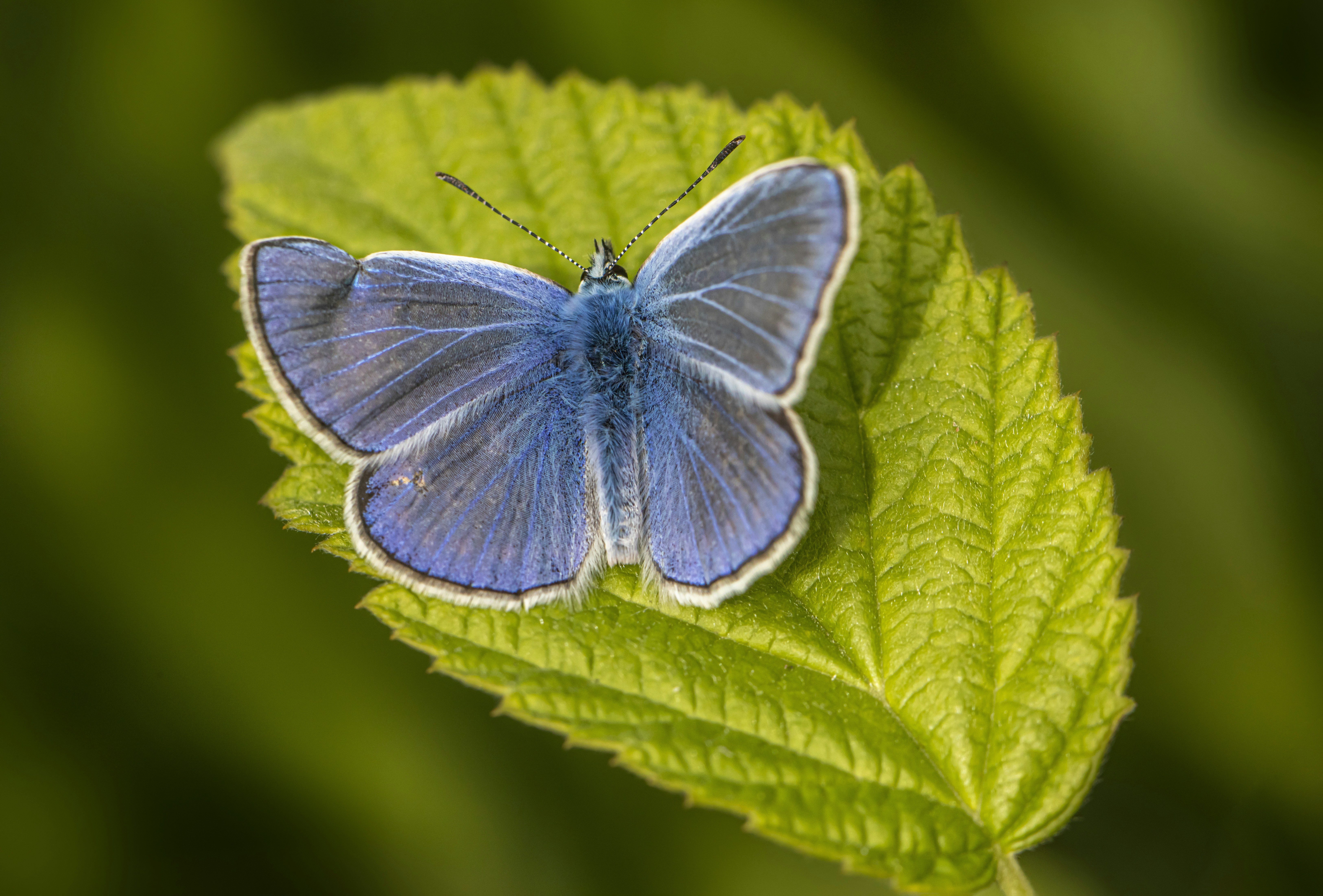 Photo by erik_karits