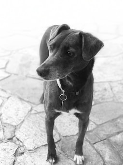 A black and white image of a dog with a smooth coat standing on a patterned stone or tiled surface. The dog is looking attentively to the side with a collar and tag visible around its neck.