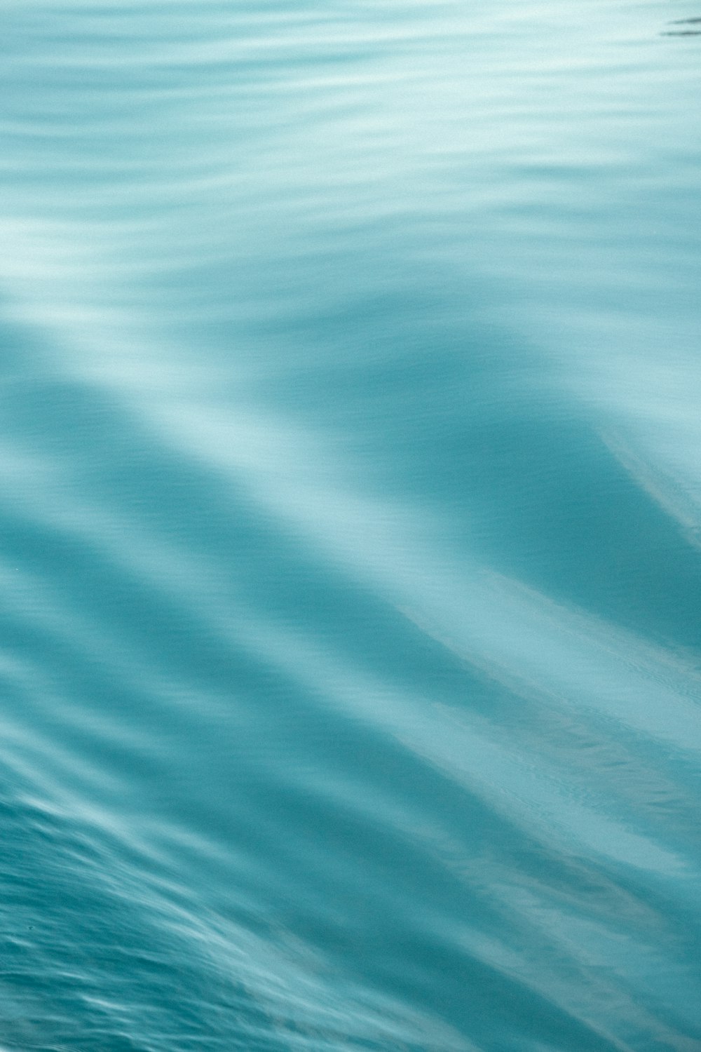 a duck floating on top of a body of water