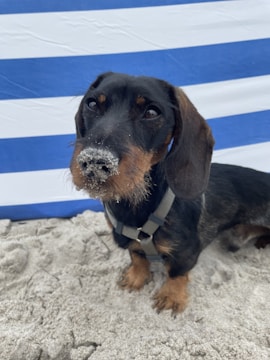 A black and brown dachshund with a dusting of sand around its nose sits on a sandy beach. The dog is wearing a harness, and behind it is a striped blue and white background.