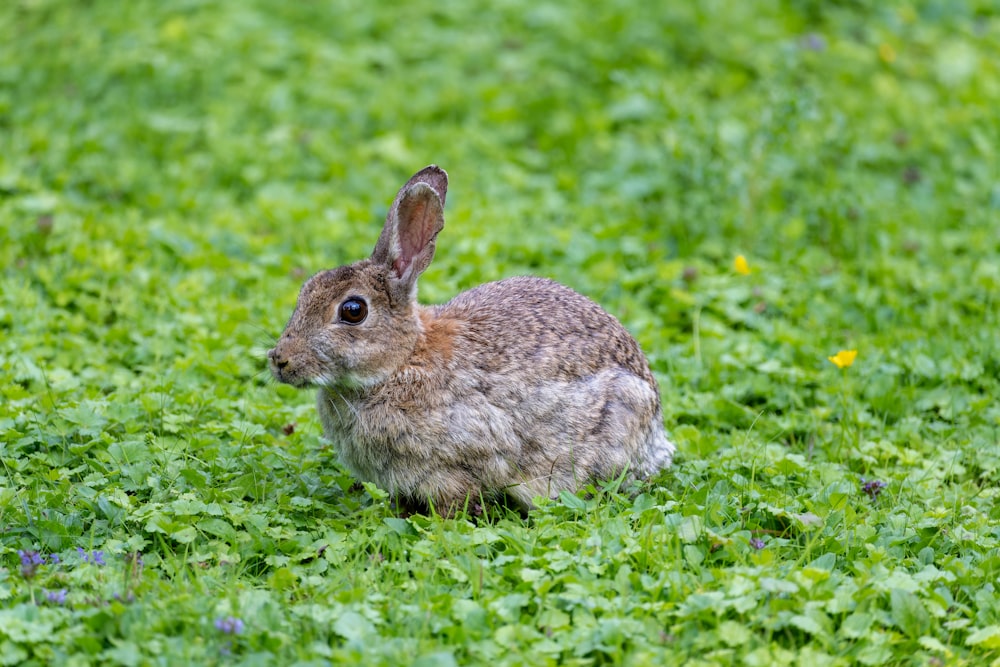 a rabbit is sitting in a field of grass