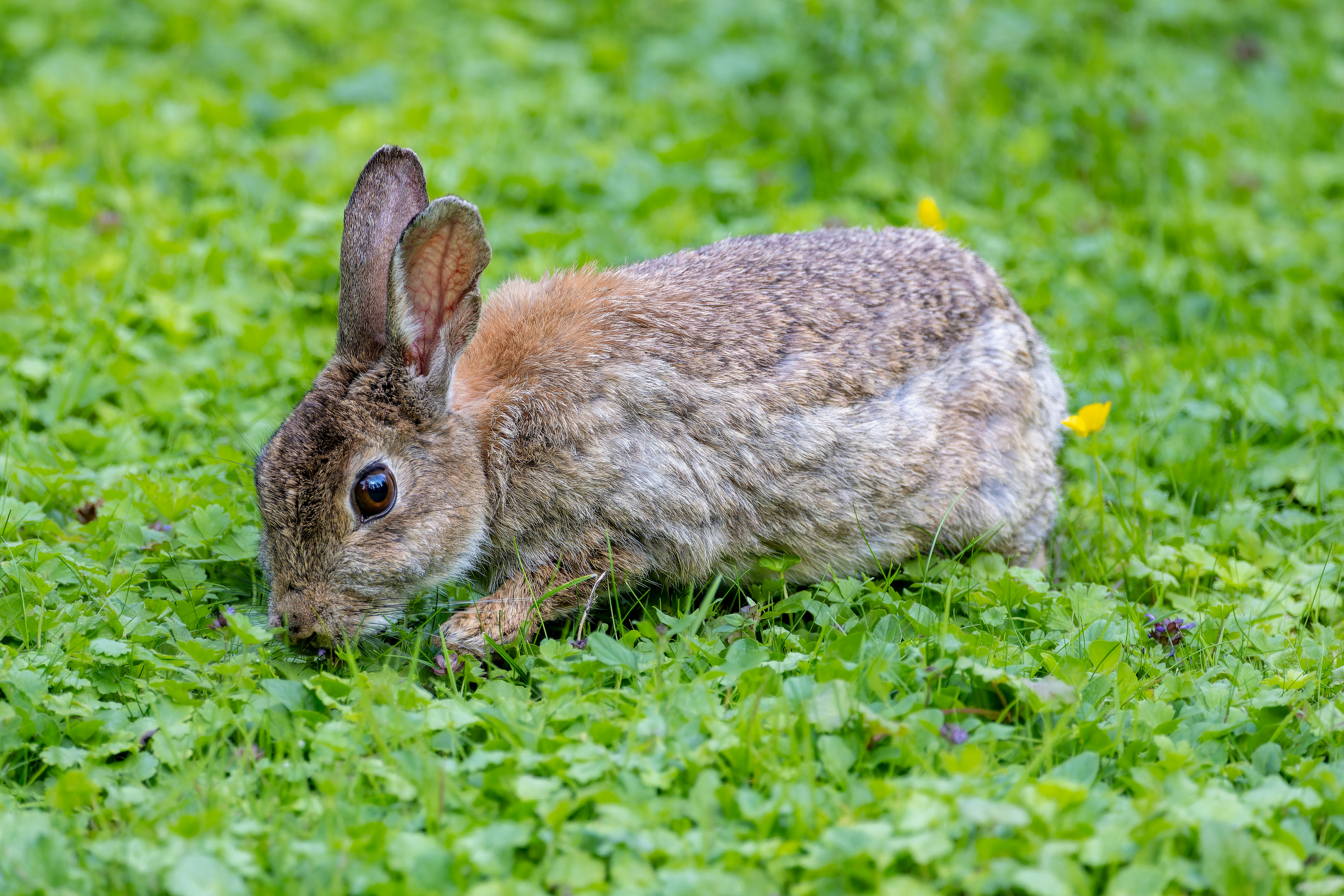 Photo by siegfriedpoepperl