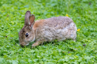 A rabbit with a brown and gray mottled coat is foraging in a field of lush green grass. Its large, alert ears are perked, and it is in a crouched position, possibly nibbling on the plants.