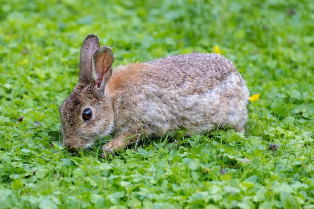 A rabbit with a brown and gray mottled coat is foraging in a field of lush green grass. Its large, alert ears are perked, and it is in a crouched position, possibly nibbling on the plants.