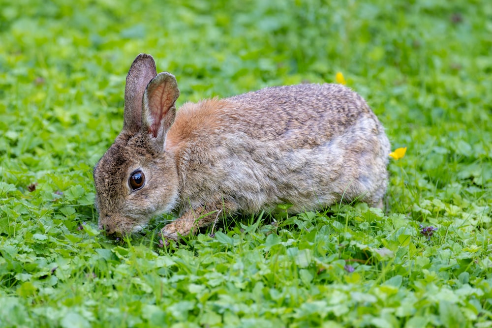 a small rabbit is sitting in the grass