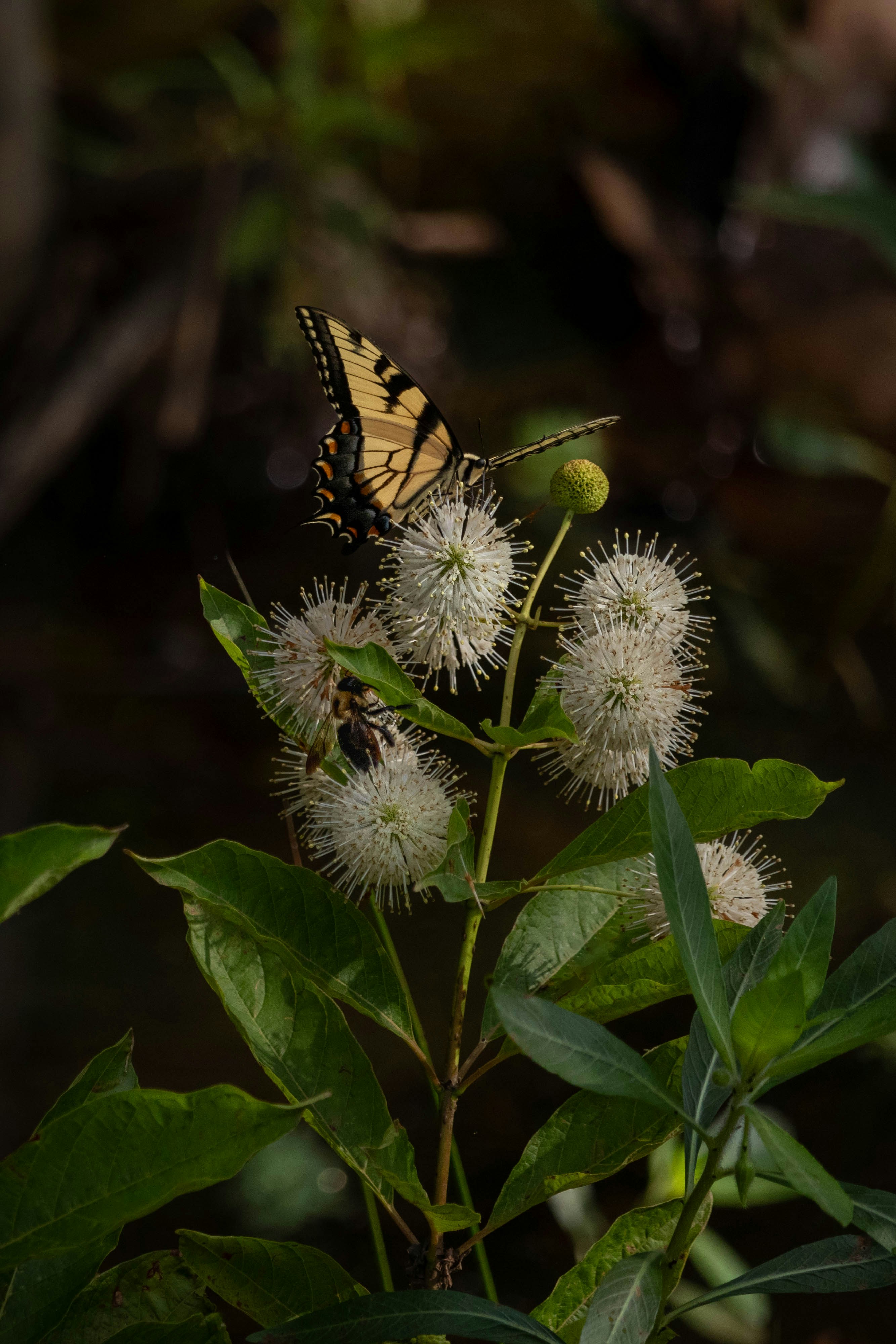 a yellow and black butterfly sitting on a flower