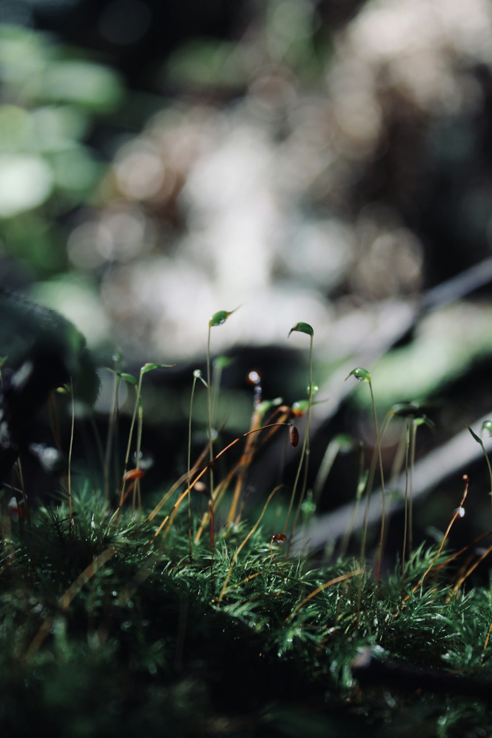 a close up of a plant growing on a mossy surface