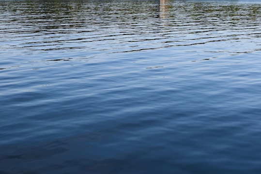 A calm body of water with gentle ripples across the surface. Tree reflections are visible at the top edge.