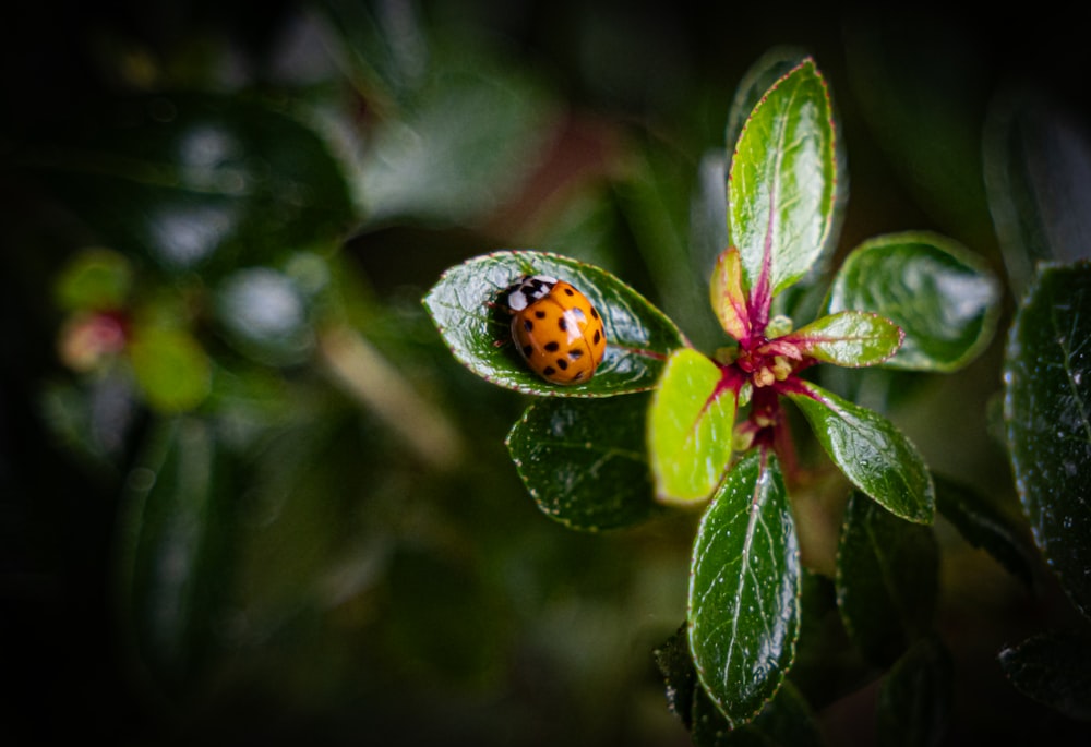 a lady bug sitting on top of a green leaf