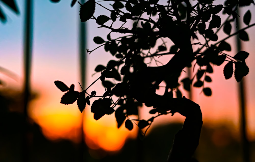a silhouette of a tree with a sunset in the background