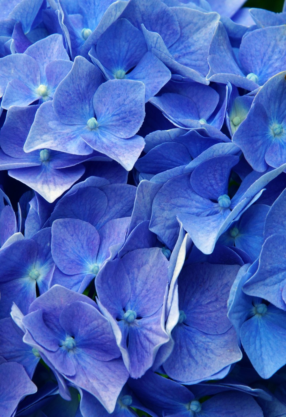 a close up of a bunch of blue flowers