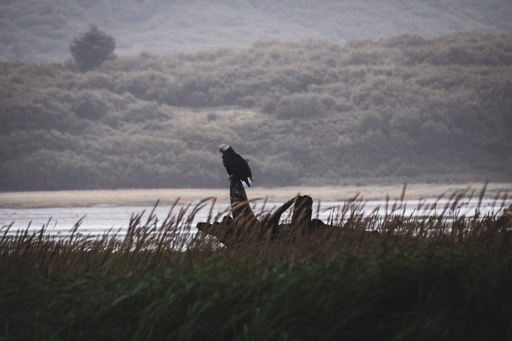 a black bird sitting on top of a tree stump