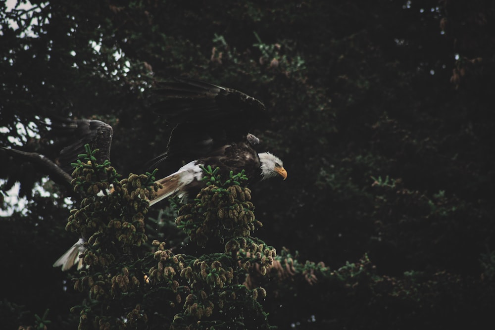 two bald eagles perched on top of a tree
