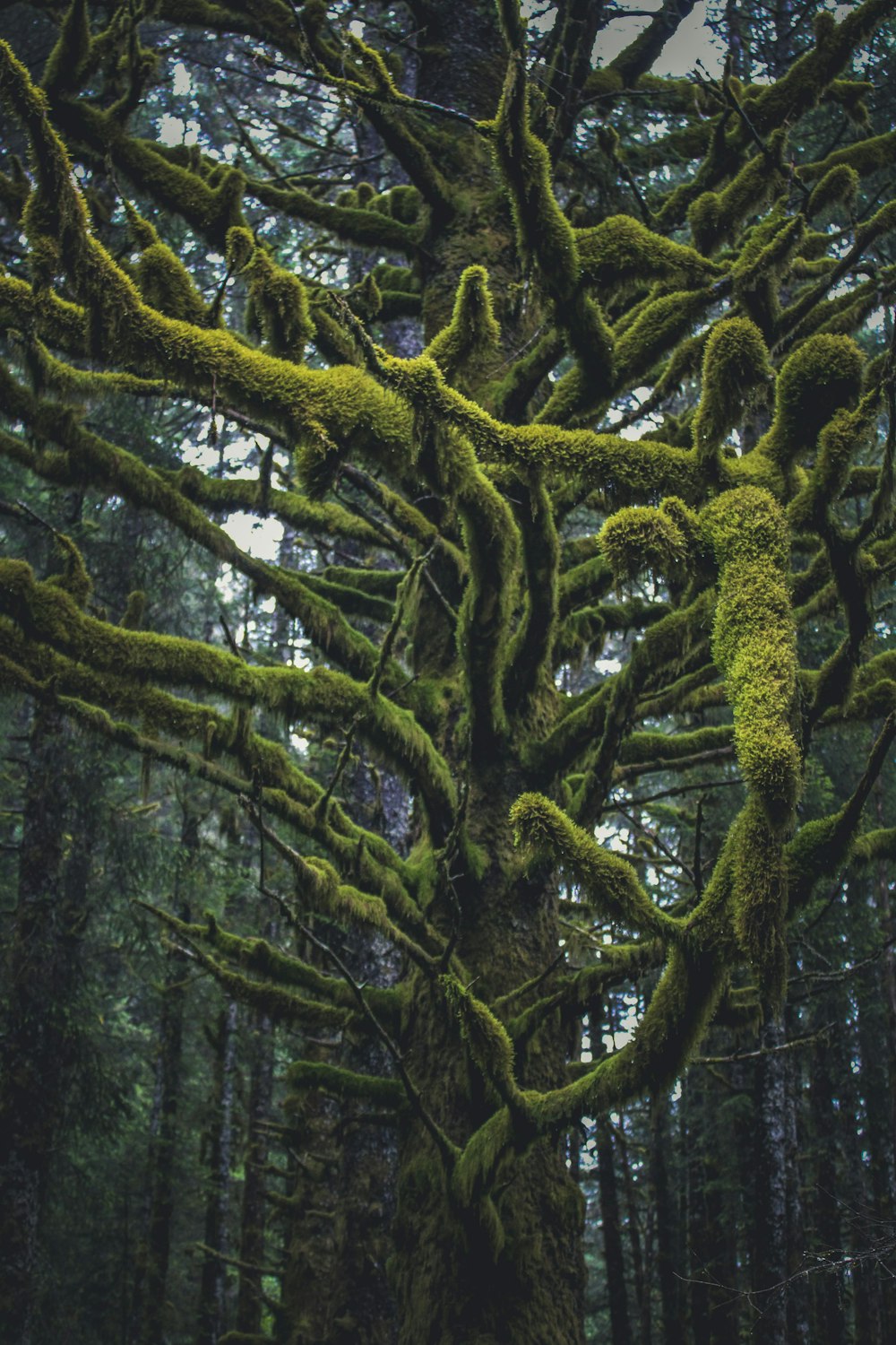 a mossy tree in the middle of a forest