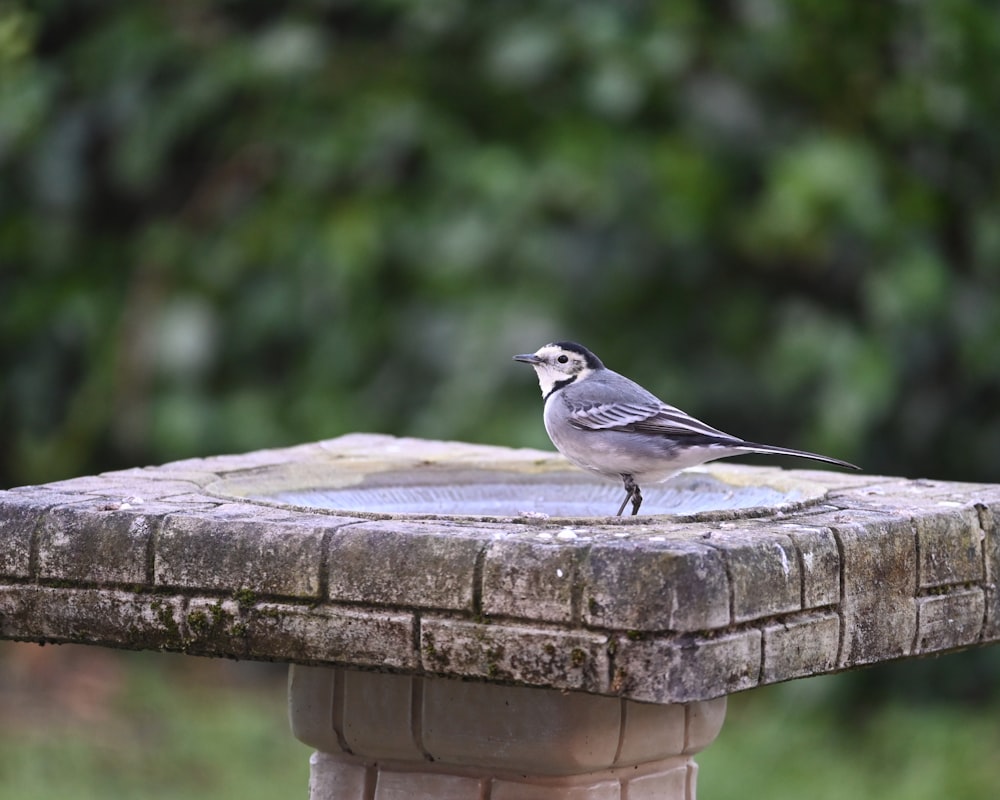 a small bird sitting on top of a bird bath