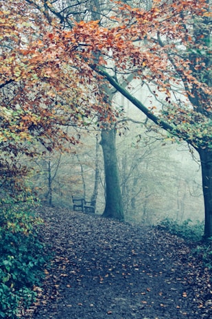 A quiet path through autumn woods, leaves scattered on the ground, inviting reflection and solitude.