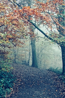 A misty forest path lined with autumnal trees where leaves in shades of orange and brown hang overhead. A weathered wooden bench sits quietly among the fallen leaves, evoking solitude and reflection.