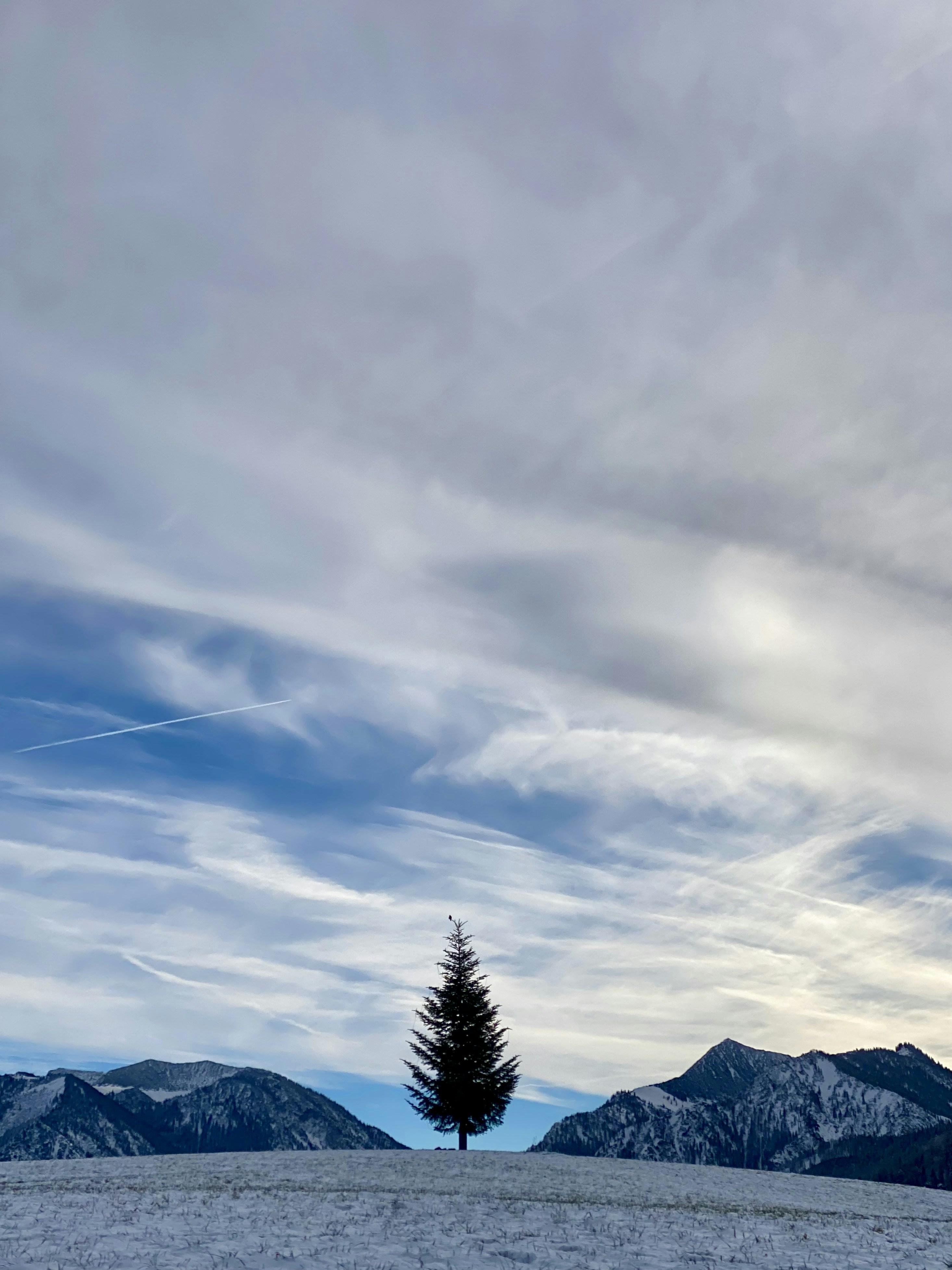 a lone tree in a snowy field with mountains in the background