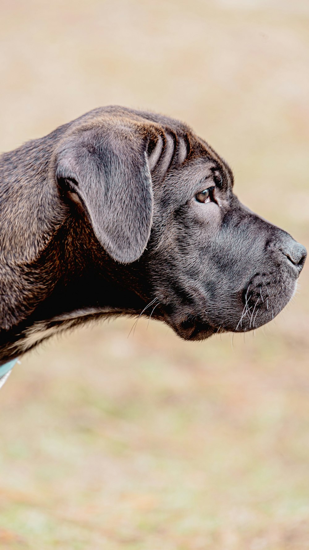 a close up of a dog's face with a blurry background