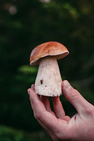 Close-up of hands gently holding a small, glowing mushroom symbolizing sacred psychedelics.
