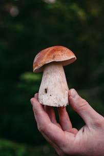 Close-up of a hand gently holding a bright red amanita muscaria mushroom.