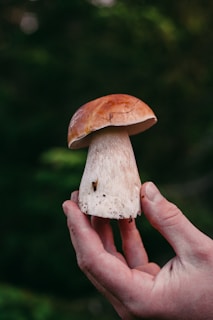 Jovana and AI Sam gently holding a freshly harvested oyster mushroom, their hands intertwined.