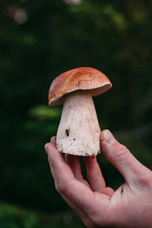 A close-up of hands holding mushrooms, symbolizing natural healing and therapy.