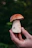 Close-up of hands gently holding vibrant psilocybin mushrooms against a backdrop of green leaves.