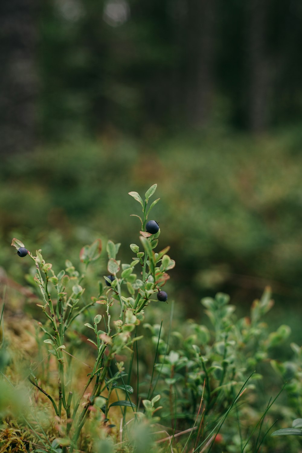 a bush with berries growing on it in a forest