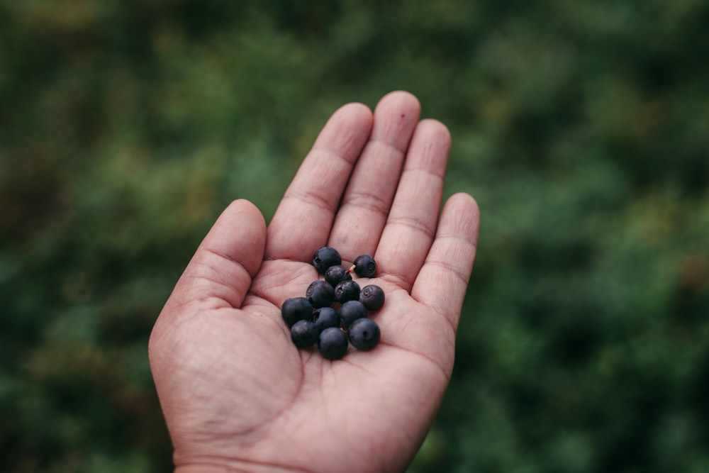 a person holding a handful of blackberries in their hand