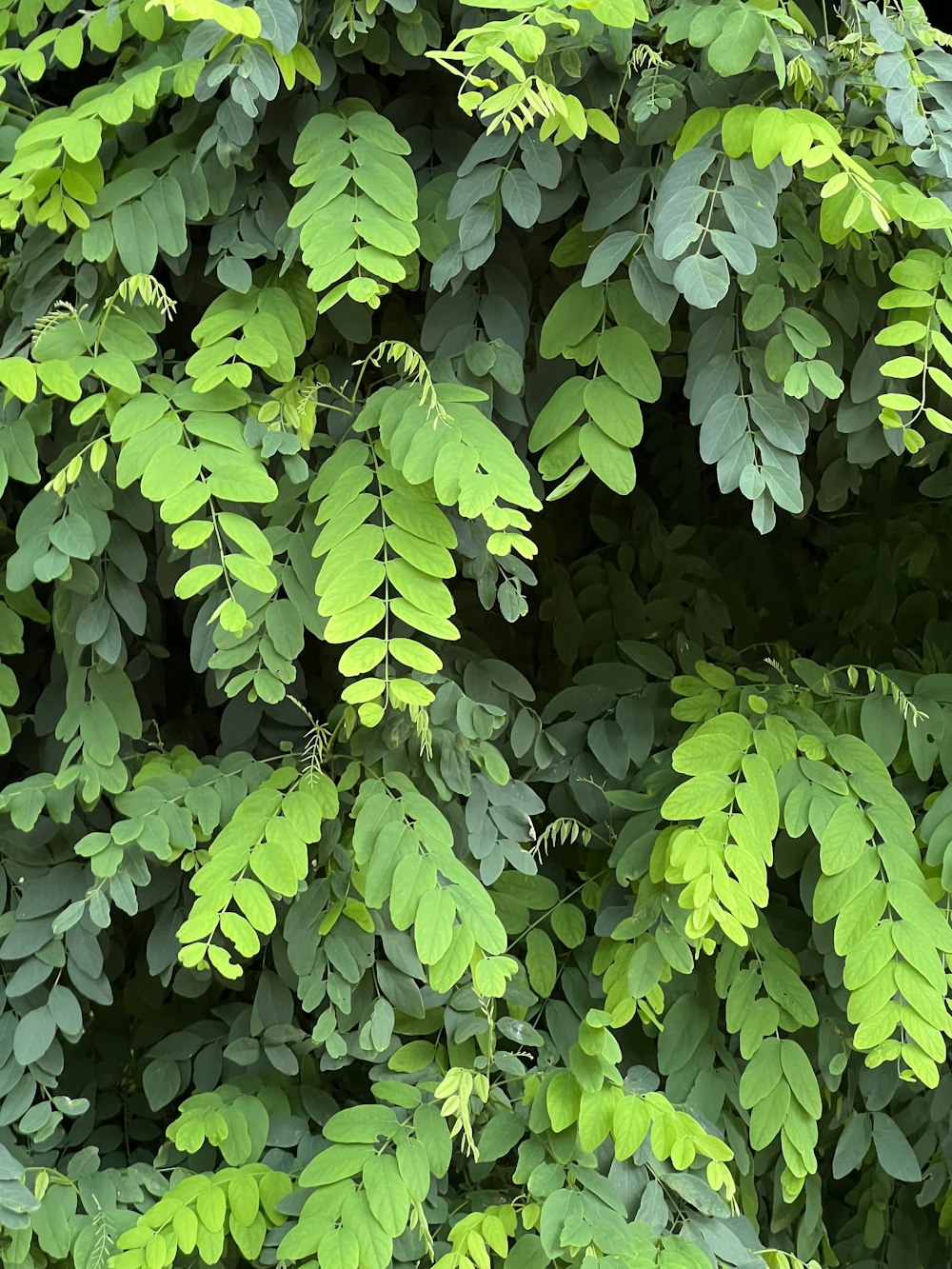 a close up of a tree with green leaves